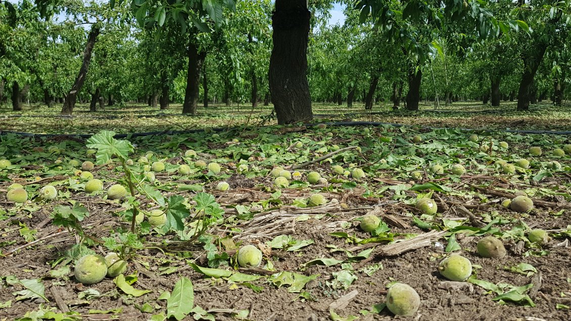 Decretan emergencia agrícola en diez comunas de O'Higgins
