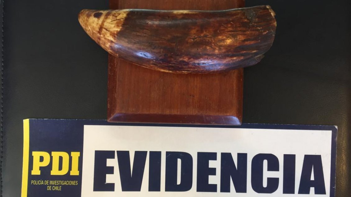 Recuperan diente de cachalote ofrecido a través de internet