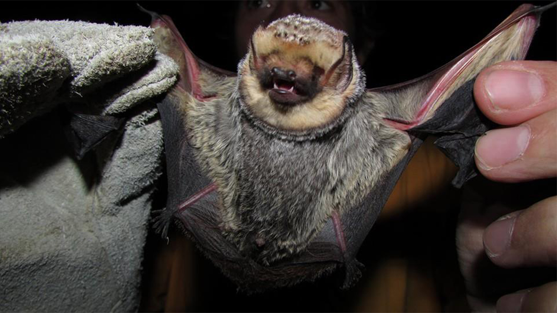 Detectan séptimo caso de murciélago con rabia en la Región de Los Ríos