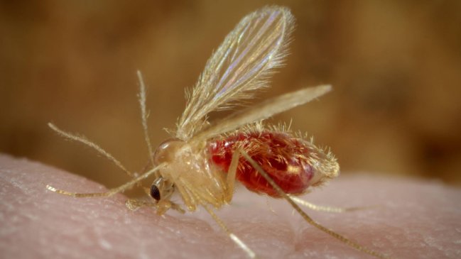 Uruguay detecta su primer caso de la leishmaniasis visceral en humanos