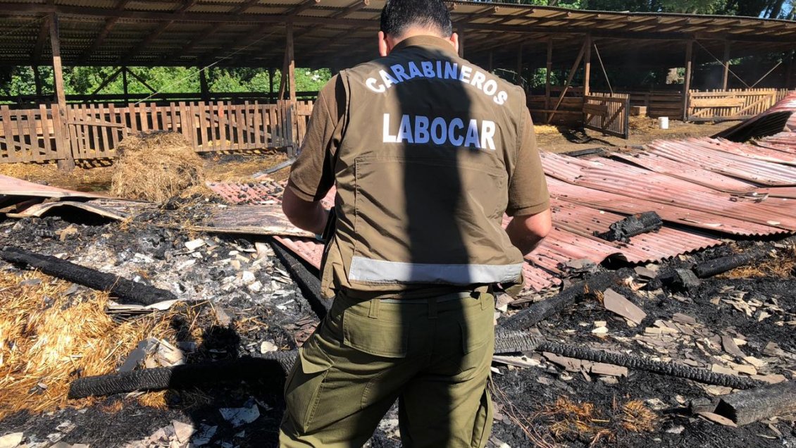 Fresia: Incendio en predio dejó 148 terneros muertos y millonarias pérdidas