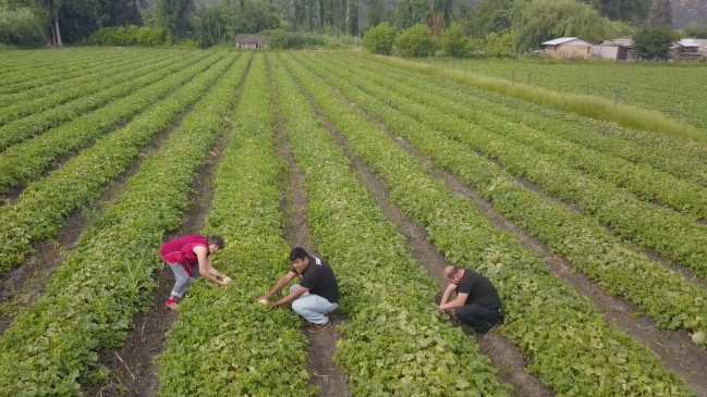 Este viernes y sábado se desarrollará la Fiesta del Melón y la Chacra en Guacarhue