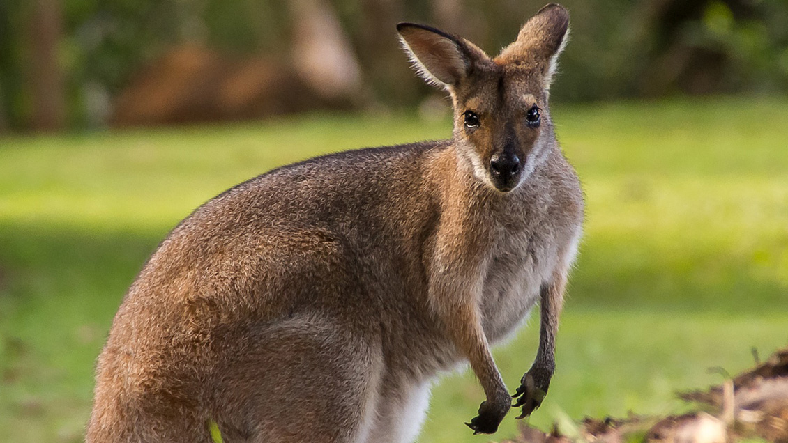Australia: Sujeto irá a prisión por apuñalar salvajemente a un canguro