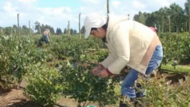 Seremi de Salud lanza campaña de trabajo temporero agrícola en la Región de Coquimbo