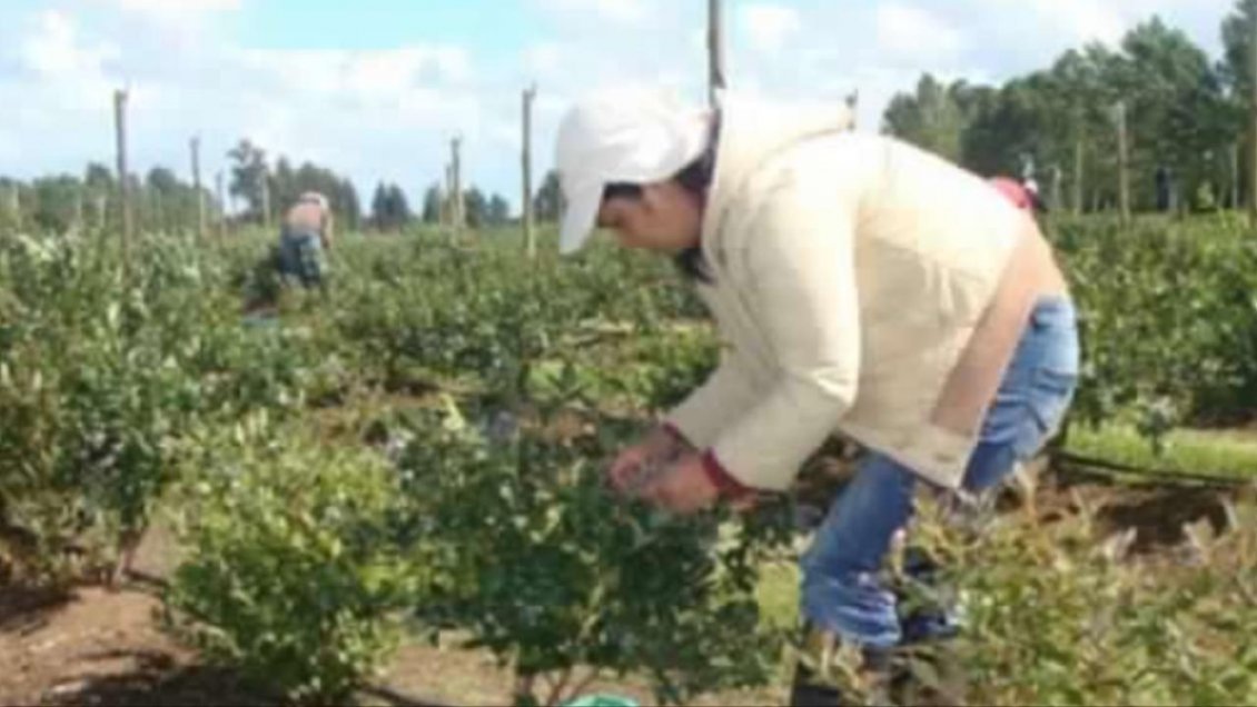 Seremi de Salud lanza campaña de trabajo temporero agrícola en la Región de Coquimbo
