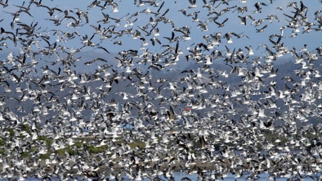 Advierten preocupante retraso en llegada de aves migratorias a San Antonio