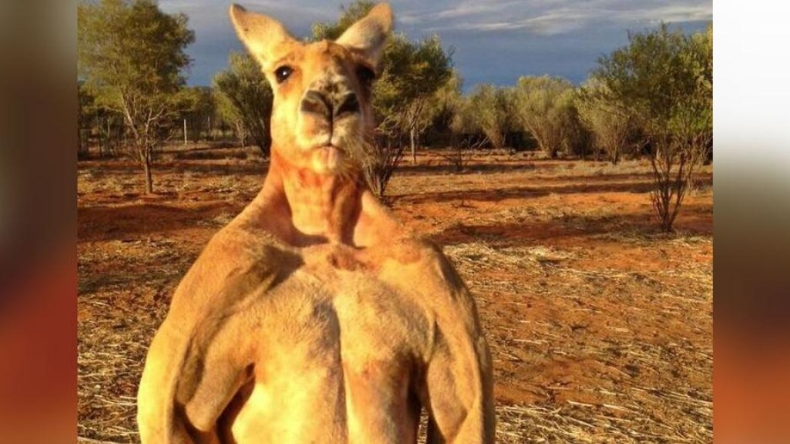 Murió Roger, el canguro más musculoso del mundo