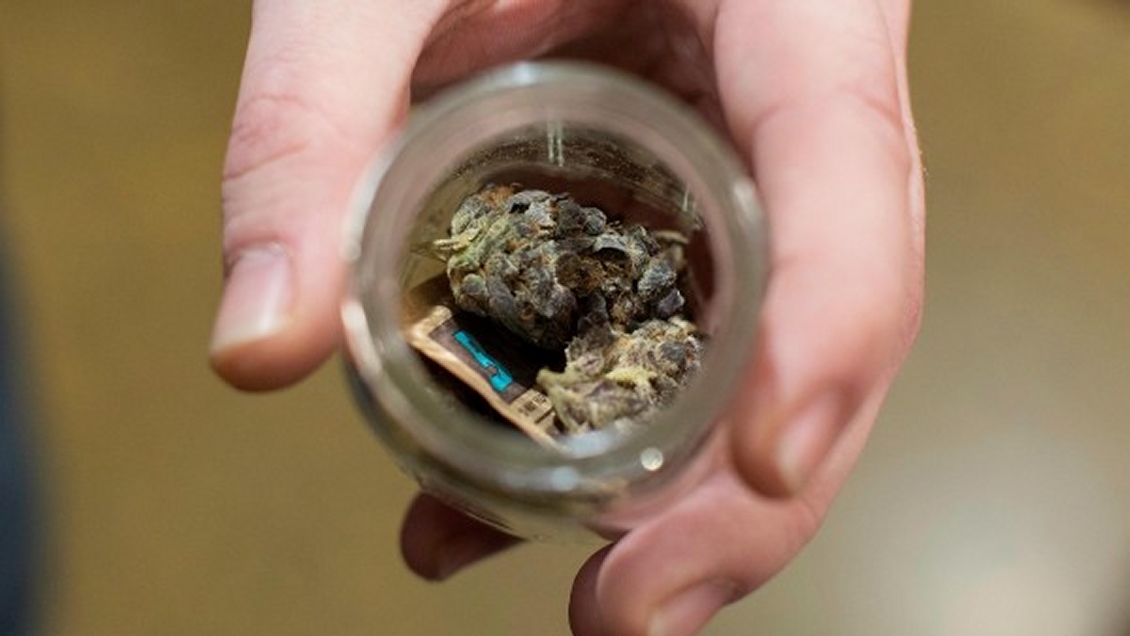 Parlamento de Nueva Zelanda legalizó uso medicinal de la marihuana