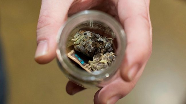 Parlamento de Nueva Zelanda legalizó uso medicinal de la marihuana