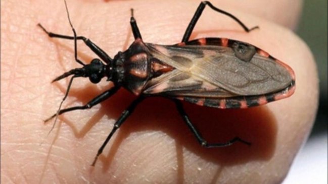 Intervienen colonia de vinchucas en población Kamac Mayu de Calama