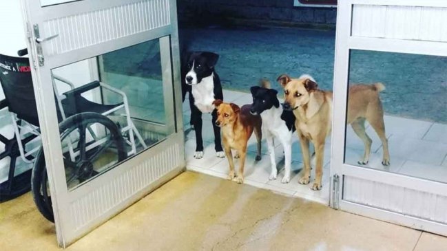 Cuatro perros esperaron en las afueras de un hospital a que su humano fuera atendido de urgencia