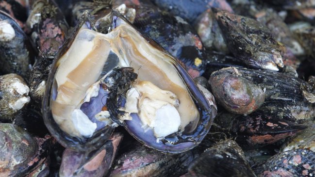 Caldera: Declaran afectación por marea roja al sector de Rocas Negras