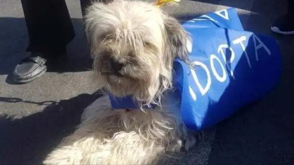 Perrita maltratada encabezó desfile de Tenencia Responsable en Calama