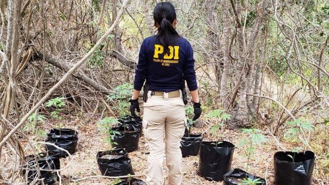 PDI incautó 500 millones de pesos en droga en Los Vilos