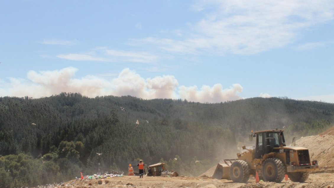 Apuntan a lodos del Seikongen: Caso de intoxicación en Florida llegará a la justicia