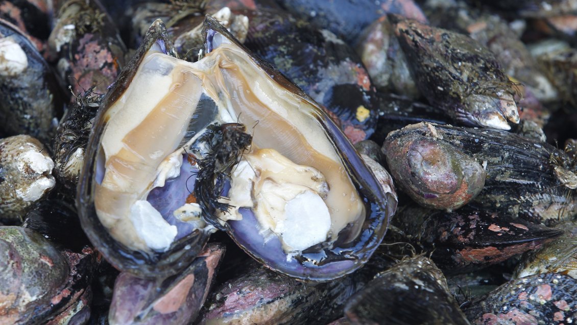 Caldera: Levantan prohibición de consumo de mariscos