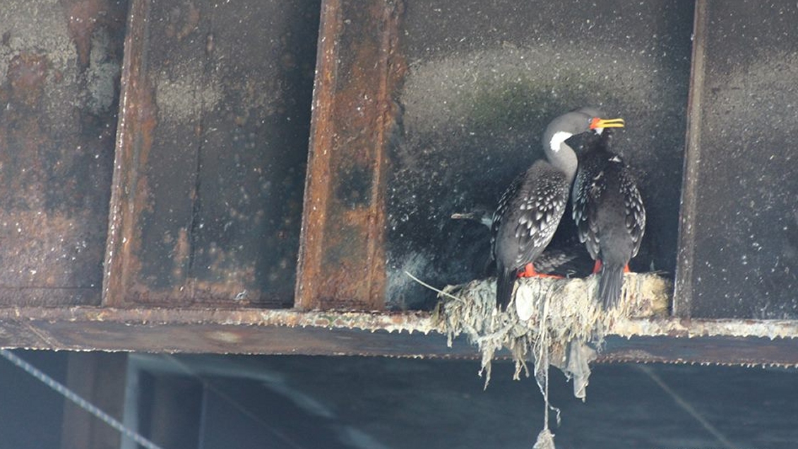 Aves murieron por ingerir plástico en sector industrial de Mejillones