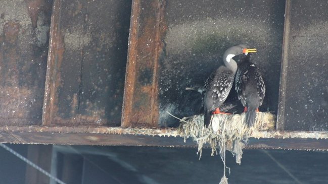 Aves murieron por ingerir plástico en sector industrial de Mejillones