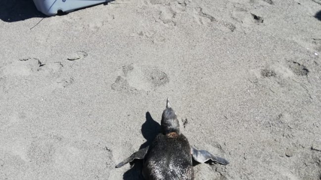 Constitución: Sernapesca rescató pingüino de Humboldt en playa maulina