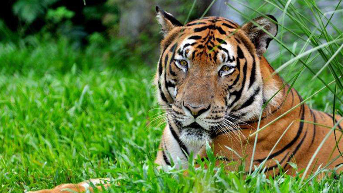 China envió ADN de tigre 