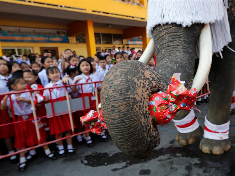 Fotos] Tailandia celebra la Navidad con elefantes vestidos de Viejitos  Pascueros 