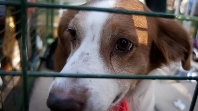 Reino Unido prohibió venta de cachorros de perros y gatos en tiendas