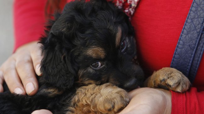 Renca y Quilicura tendrán fuegos artificiales amigables con las mascotas