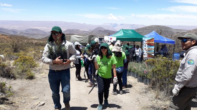 Plantaron más de 400 queñoas para salvar bosque degradado de Pachama en Arica