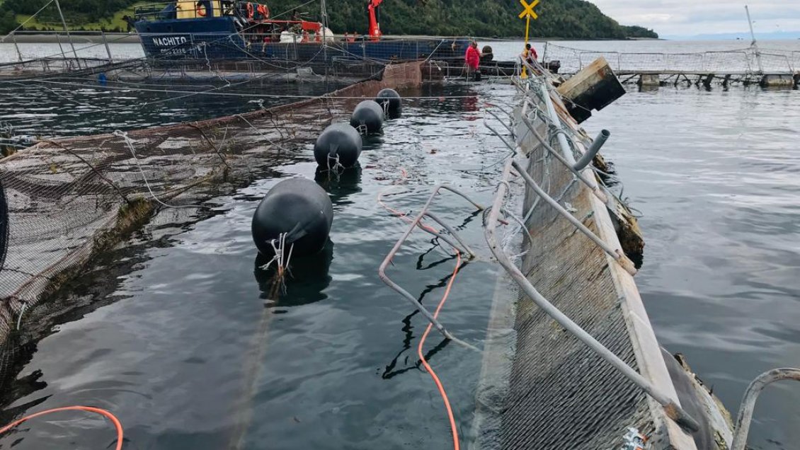 Puerto Montt: Empresa Ventisqueros no ha confirmado a Sernapesca total de peces escapados