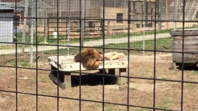 León mató a una cuidadora cuando limpiaba el recinto del animal