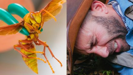 Youtuber se sometió a la picadura más dolorosa del mundo