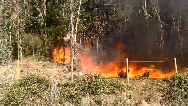 Región del Biobío en alerta preventiva por riesgo de incendios forestales