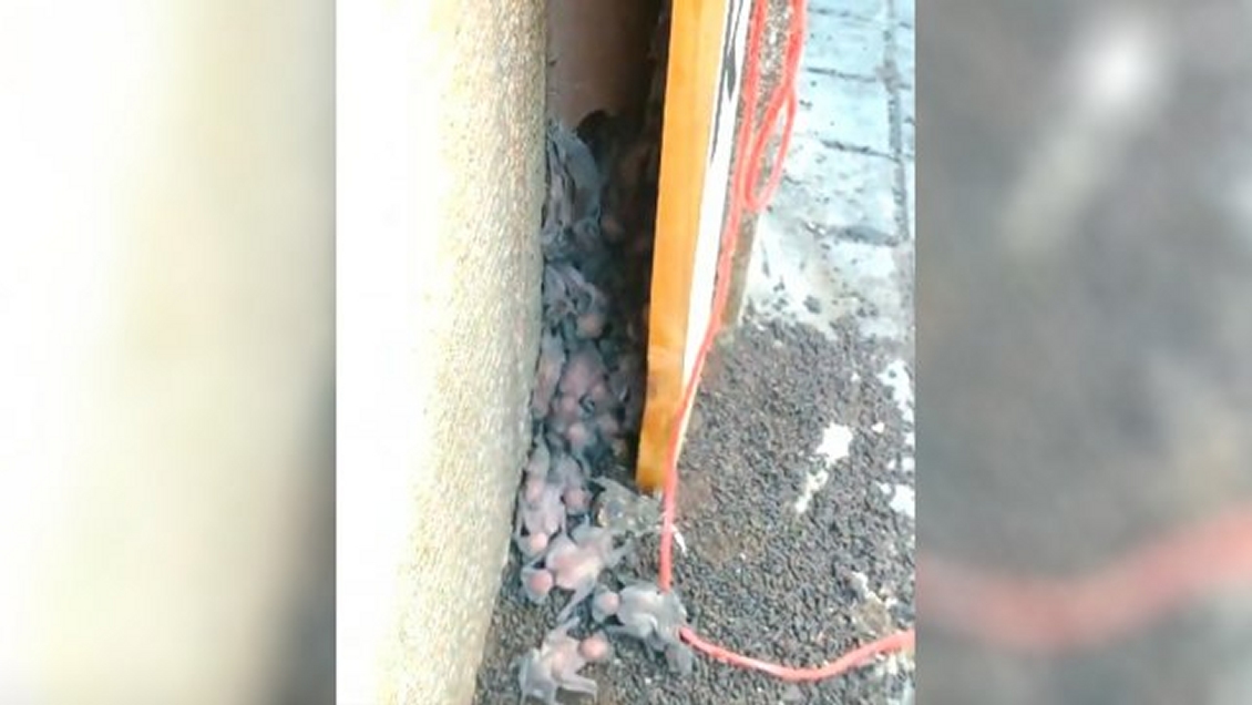 Autoridades tomaron muestras a murciélagos del centro de Santiago