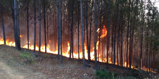 Incendio forestal obligó a decretar alerta amarilla en Lumaco