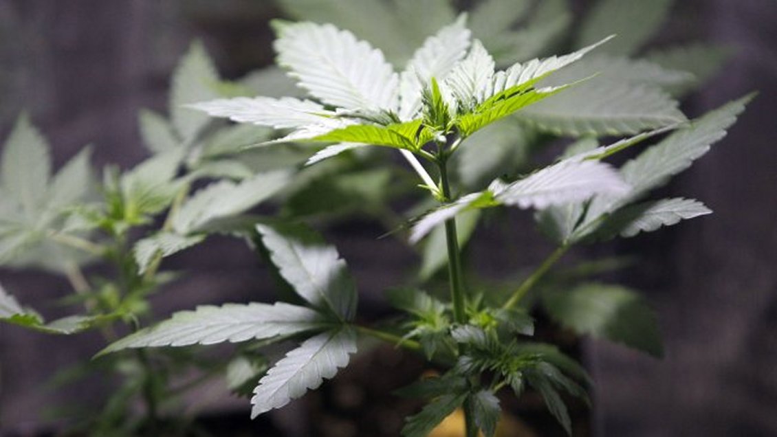 Denuncian lobby en discusión por uso medicinal de la cannabis