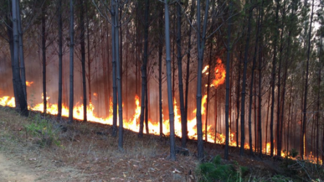 Incendio forestal obligó a decretar alerta amarilla en Lumaco