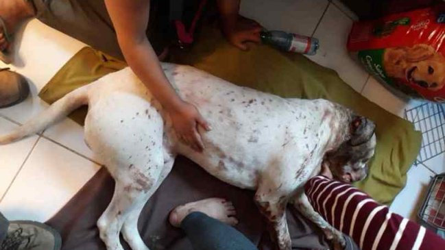 Caldera: Carabineros ordenó sumario por baleo a un perro en medio de un operativo