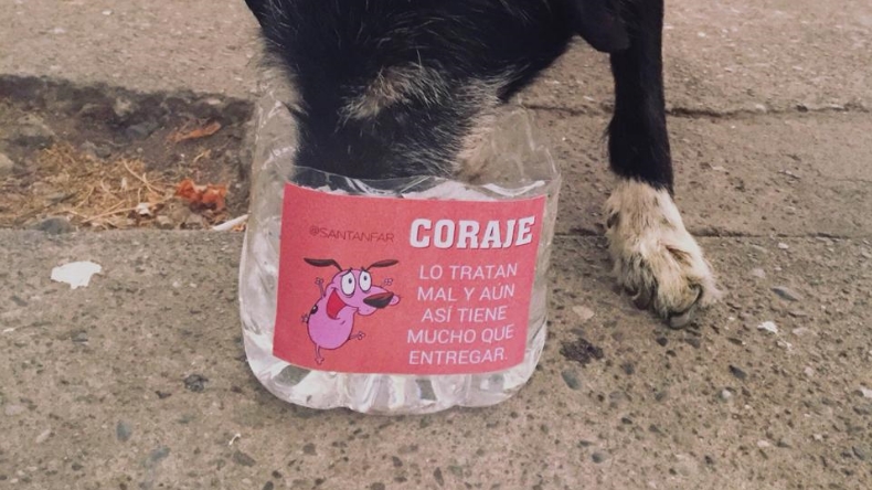 Joven instaló potes para ayudar a perritos callejeros en Rancagua