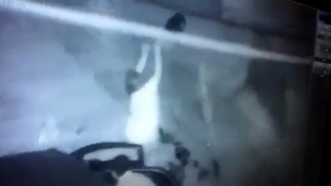 La Pintana: Municipio anunció acciones legales contra autores de maltrato animal