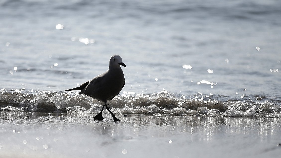 Iquique tendrá un verano más caluroso que lo acostumbrado