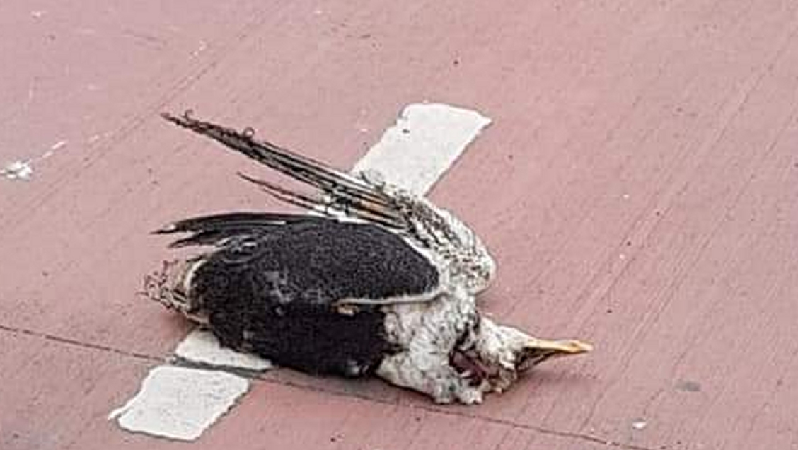 Talcahuano: Gaviota chocó con un transformador y generó masivo corte de luz