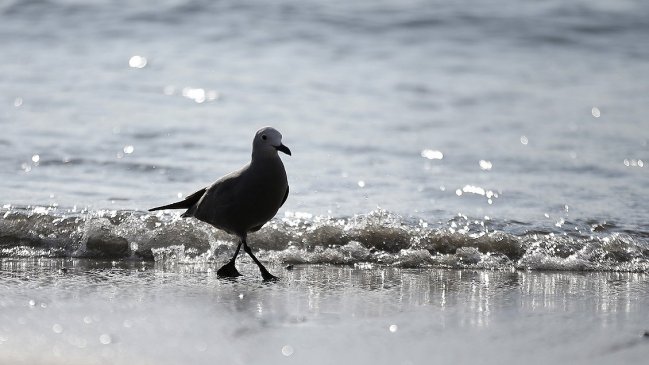 Iquique tendrá un verano más caluroso que lo acostumbrado