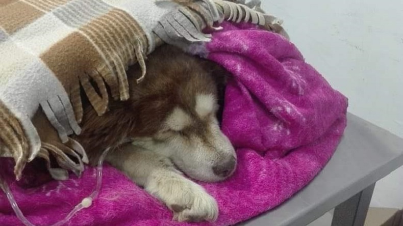 Perrita preñada fue lanzada a un río dentro de un saco de piedras y murió en Perú