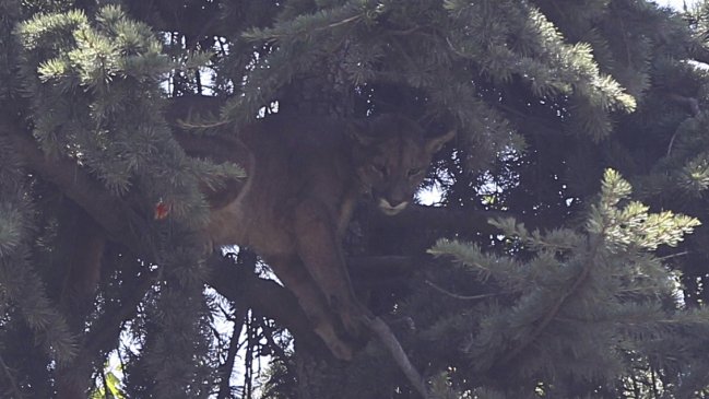 Directora del zoológico aconsejó no alimentar a pumas o cóndores