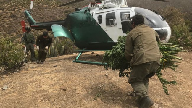 Los Vilos: Carabineros incautó 20 millones de dólares en plantas de marihuana