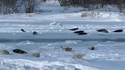   Un pueblo de Canadá sufre invasión de focas y pide ayuda 