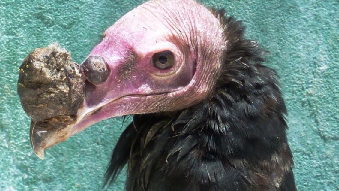 Antofagasta: Descubren jote con enfermedad mortal que pone en riesgo a los cóndores