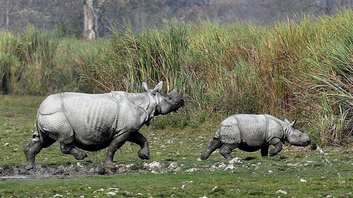 Incautan 30 cuernos de rinoceronte en aeropuerto de Sudáfrica