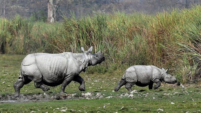Incautan 30 cuernos de rinoceronte en aeropuerto de Sudáfrica