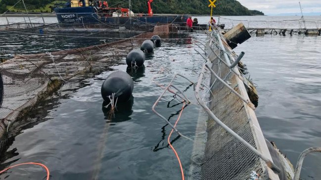 Empresa Ventisqueros cifró en 26.830 salmones escapados en Chiloé